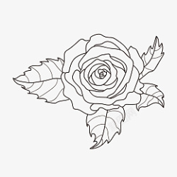 线描玫瑰花朵素材