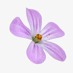 紫花花心花朵花蕊春天素材