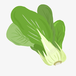 绿色植物白菜插画捍素材