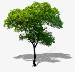 树木抠图素材素材