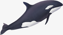 哺乳写实卡通哺乳类生物虎鲸高清图片