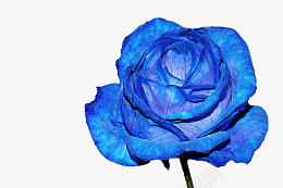 一朵蓝色玫瑰psd免抠素材_新图网 https://ixintu.com 蓝玫瑰 蓝色花朵 蓝色妖姬 花朵