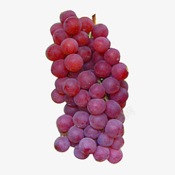 水果葡萄紫葡萄植物素材