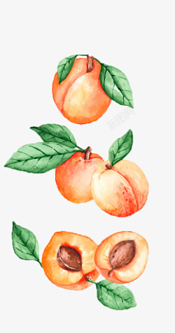 手绘水果水蜜桃素材