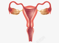输卵女性输卵管医疗插图高清图片
