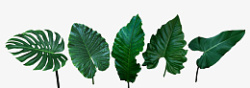 芭蕉叶子叶子绿色素材