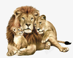 动物世界狮子一家素材