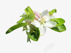 春天苹果树叶子素材