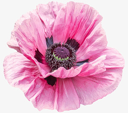 盛开的粉红色鲜花png免抠素材_新图网 https://ixintu.com 鲜花 粉色 盛放的鲜花 鲜艳