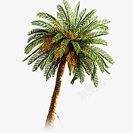 棕榈树树木树好树大树png免抠素材_新图网 https://ixintu.com 棕榈树 树木 树 好树 大树