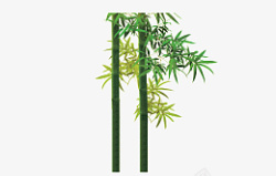 大自然竹子绿植大自然竹高清图片