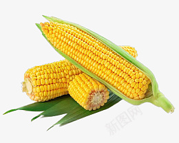 农作物玉米png免抠素材_新图网 https://ixintu.com 玉米 农作物 水果玉米 甜玉米 玉米素材
