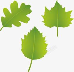 三个绿色树叶的小清新素材