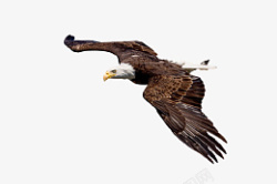 褐色的老鹰老鹰展翅飞翔高清图片