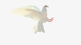 一只飞行的白鸽psd免抠素材_新图网 https://ixintu.com 白鸽 飞行 动物 鸟类