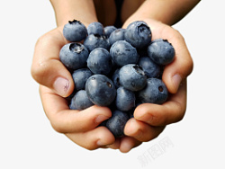 果农捧着水果双手捧着蓝莓高清图片