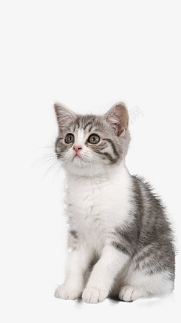 直视的小猫咪png免抠素材_新图网 https://ixintu.com 坐立的苗 小猫咪 猫 直视的猫