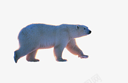 孤独的北极熊png免抠素材_新图网 https://ixintu.com 北极熊 熊 单个 灰色