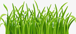 绿色的小草草草素材