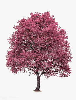 粉红色的山楂树png免抠素材_新图网 https://ixintu.com 浪漫 美丽 红色山楂树 年代感