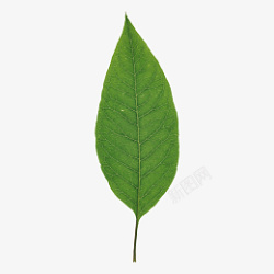 绿色叶子元素树素材
