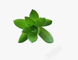 绿色植物多肉png免抠素材_新图网 https://ixintu.com 多肉 绿牡丹 绿色植物 小植物