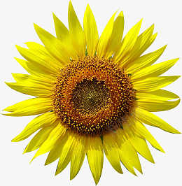 很大的黄色的向日葵psd免抠素材_新图网 https://ixintu.com 向日葵 植物 花卉 花 阳光