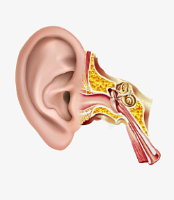 耳朵3D模型素材