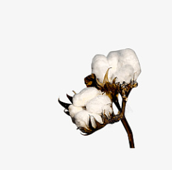 白色瓤棉花白色的枝干桔梗棉花壳高清图片