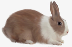 高清PNG兔子动物图片3素材