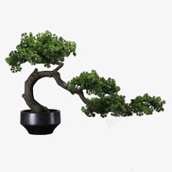 盆栽盆景绿色装饰素材