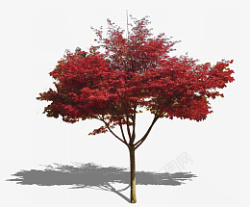 树俯视景红叶观树素材高清图片