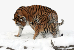雪地里的老虎妈妈和老虎幼崽素材