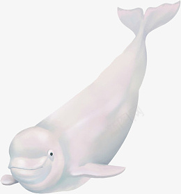 写实卡通哺乳类生物白鲸插画png免抠素材_新图网 https://ixintu.com 写实 卡通 哺乳类 白鲸 插画