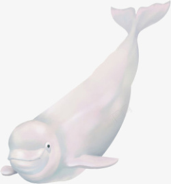 哺乳写实卡通哺乳类生物白鲸插画高清图片