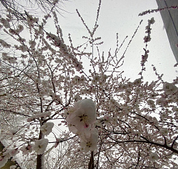 初春桃花摄影png免抠素材_新图网 https://ixintu.com 初春 雪 桃花 踏雪 春天