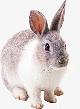 高清PNG兔子动物图片5png免抠素材_新图网 https://ixintu.com 高清 PNG 兔子 动物 图片