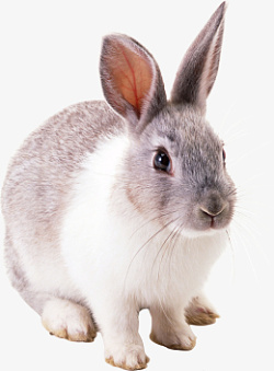 高清PNG兔子动物图片5素材