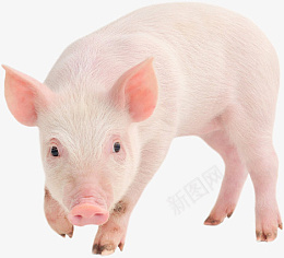 家养小猪养殖png免抠素材_新图网 https://ixintu.com 猪 粉色 小猪 家养 养殖