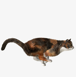 小猫咪免扣摄影图png免抠素材_新图网 https://ixintu.com 小猫咪 免扣 摄影图 猫