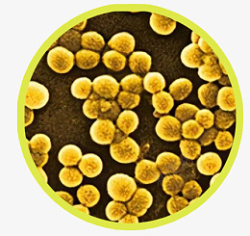 球菌金黄色葡萄球菌高清图片