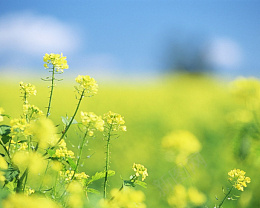 清新绿色树叶油菜花png免抠素材_新图网 https://ixintu.com 树叶 点缀 素材 植物 装饰品 叶子 绿色树叶 朦胧叶子装饰 浅绿色泛光绿叶png 清新 树叶素材图片 实物 清新树叶素材图片 树木 大树 树枝 绿色 环保