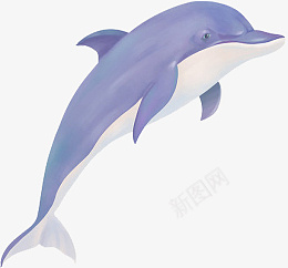 写实卡通哺乳类动物海豚png免抠素材_新图网 https://ixintu.com 写实 卡通 哺乳类动物 海豚