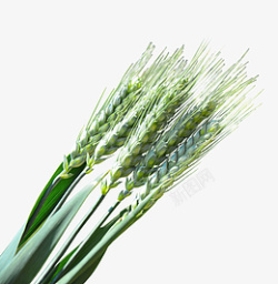 绿油油的麦子素材