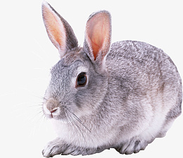 高清PNG兔子动物图片4png免抠素材_新图网 https://ixintu.com 高清 PNG 兔子 动物图片