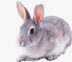 高清PNG兔子动物图片4素材