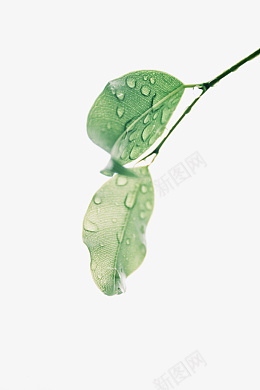 带水珠的绿色树枝png免抠素材_新图网 https://ixintu.com 露水和叶子 绿叶子 清晨的叶子 树枝