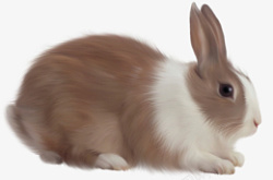 兔子眼睛耳朵鼻子素材