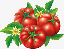 卡通西红柿番茄素材