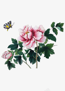 牡丹花卉植物素材